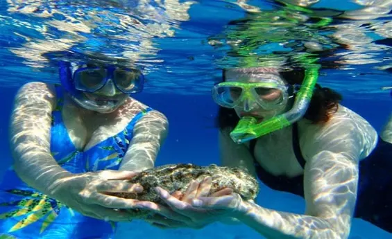 Snorkeling at Ras Mohammed National Park, Red Sea Egypt Snorkeling at Ras Mohammed National Park, Red Sea Egypt